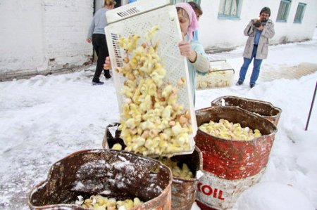 Миллион живых цыплят выбросили на мороз и залили водой