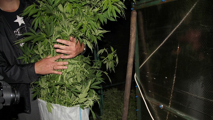 Ук рф марихуана выращивание кустов
